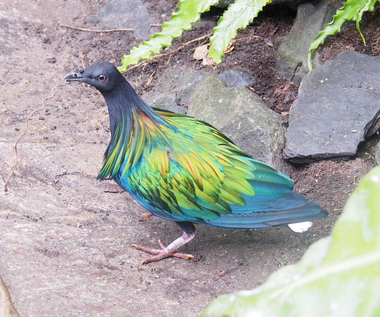 Nicobar pigeon (Caloenas nicobarica), 2023-05-16