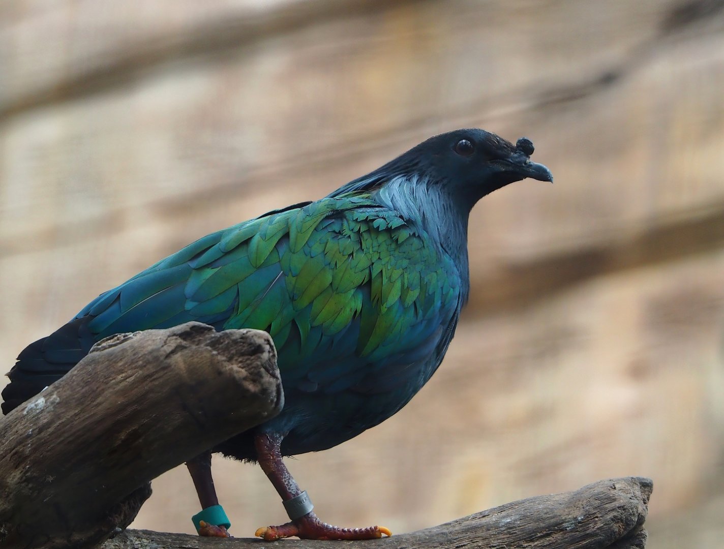 Nicobar pigeon (Caloenas nicobarica), 2023-06-04