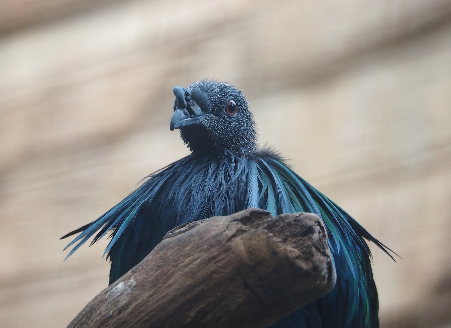 Nicobar pigeon (Caloenas nicobarica), 2023-07-08