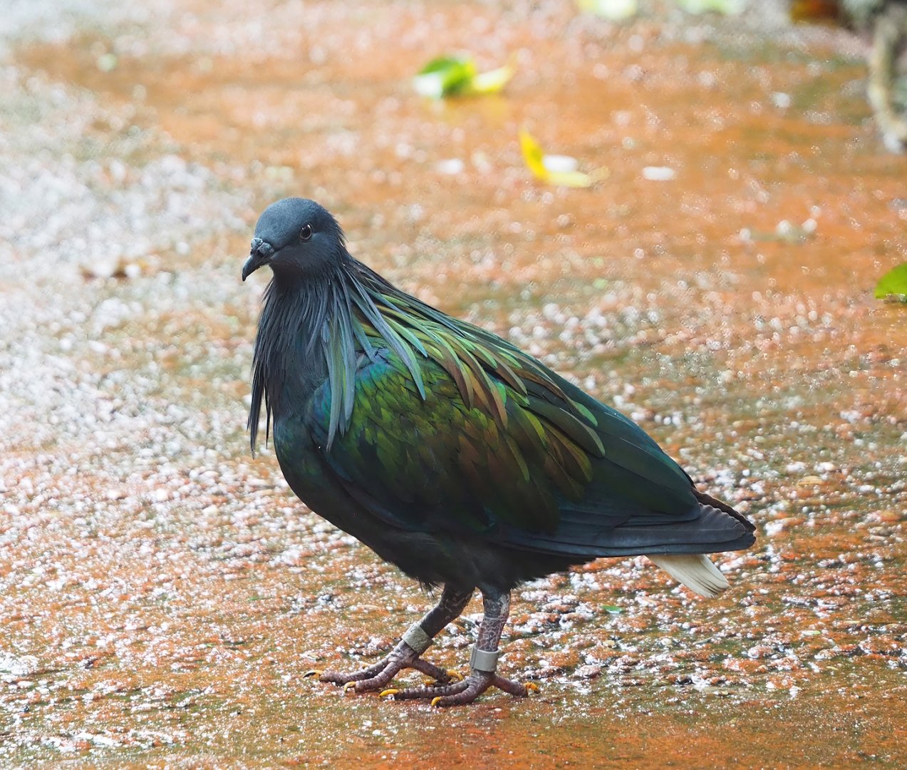 Nicobar pigeon (Caloenas nicobarica), 2023-10-07