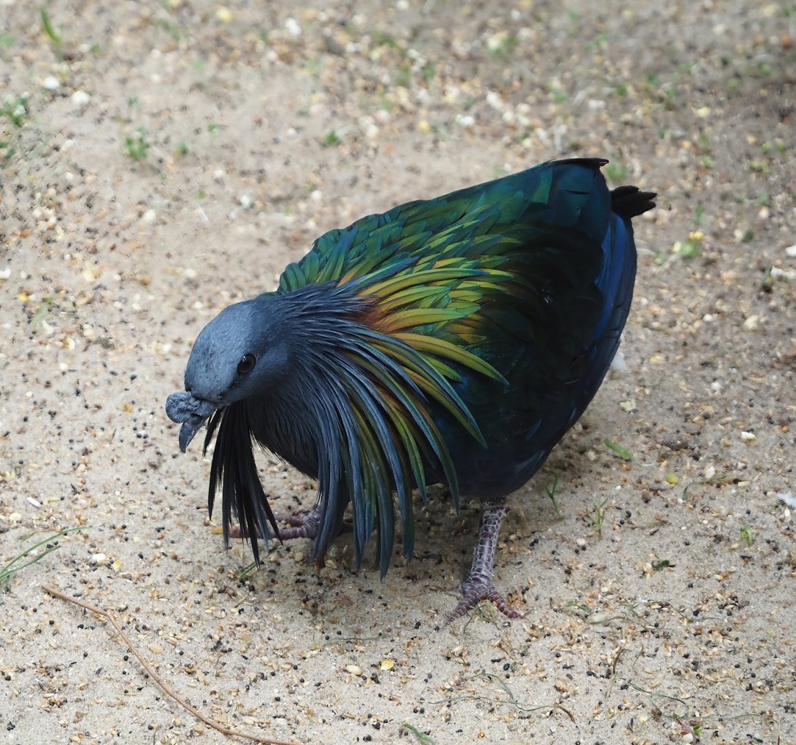Nicobar pigeon (Caloenas nicobarica), 2024-05-23