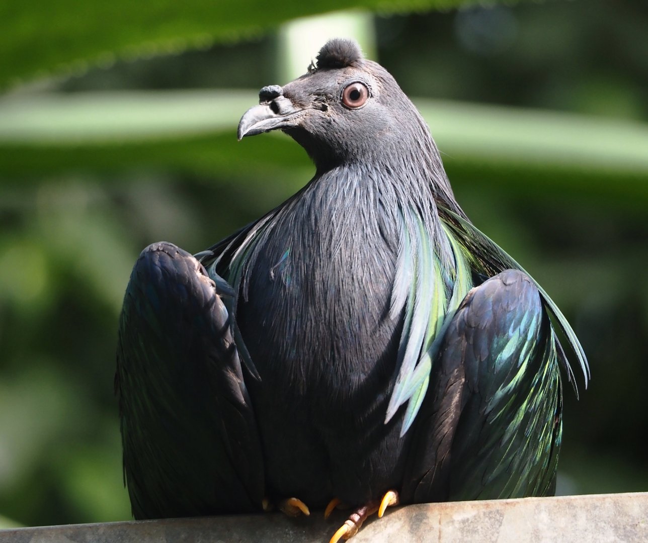 Nicobar pigeon (Caloenas nicobarica), 2024-09-17