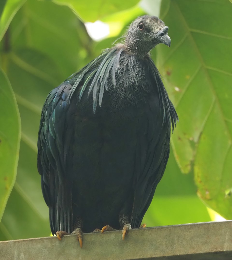 Nicobar pigeon (Caloenas nicobarica), 2024-09-17