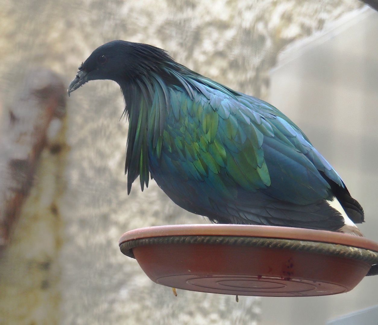 Nicobar pigeon (Caloenas nicobarica), 2025-05-22