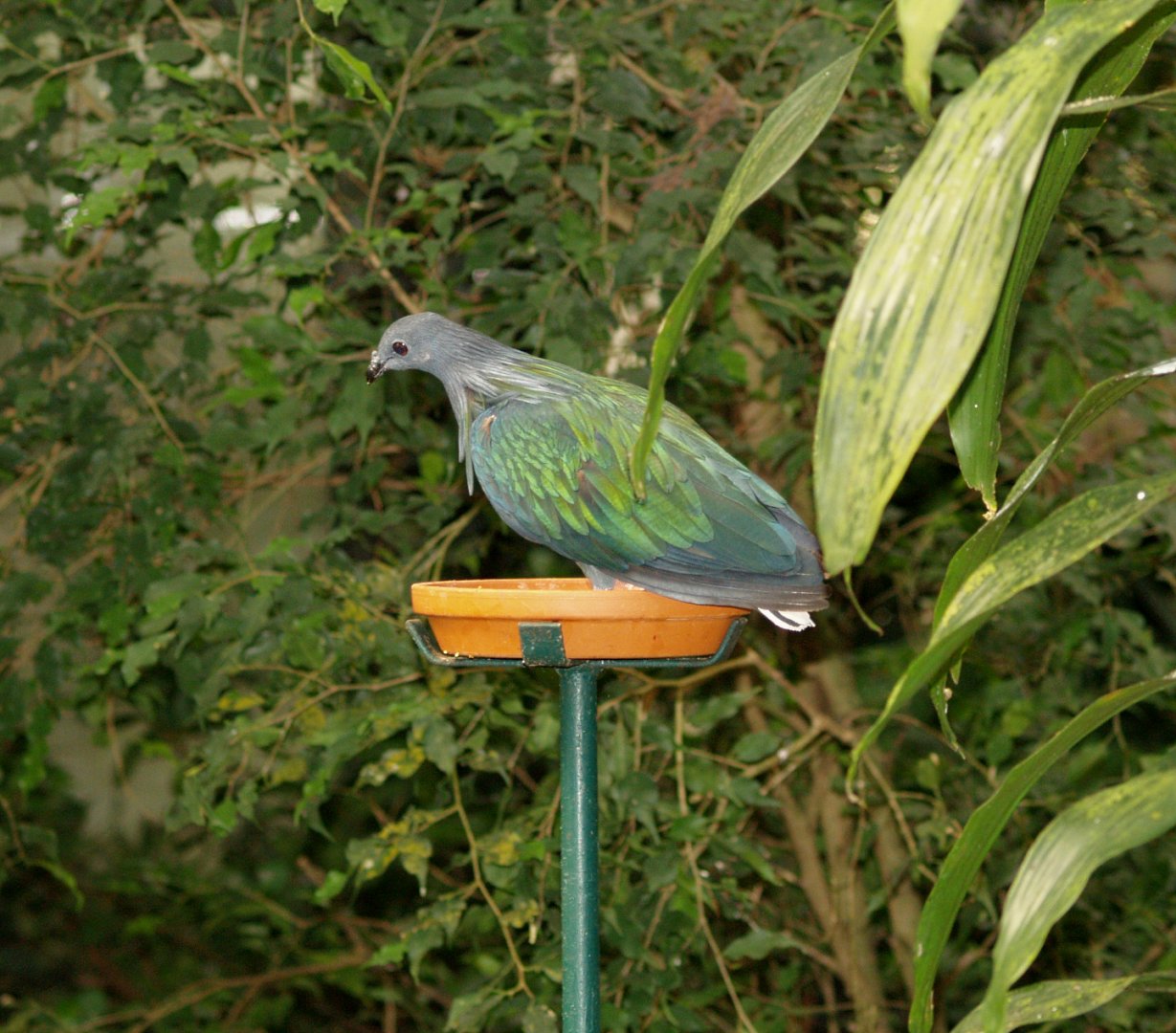 Nicobar pigeon (Caloenas nicobarica), May 2006