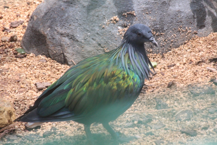 Nicobar pigeon (Caloenas nicobarica nicobarica)