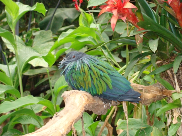 Nicobar Pigeon [Caloenas nicobarica]