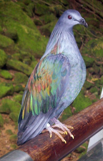 Nicobar Pigeon (Caloenas nicobarica)