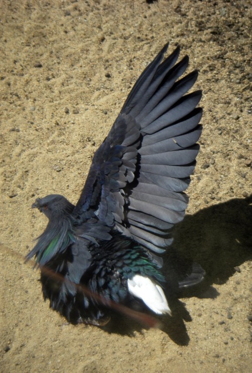 Nicobar Pigeon (Caloenas nicobarica)