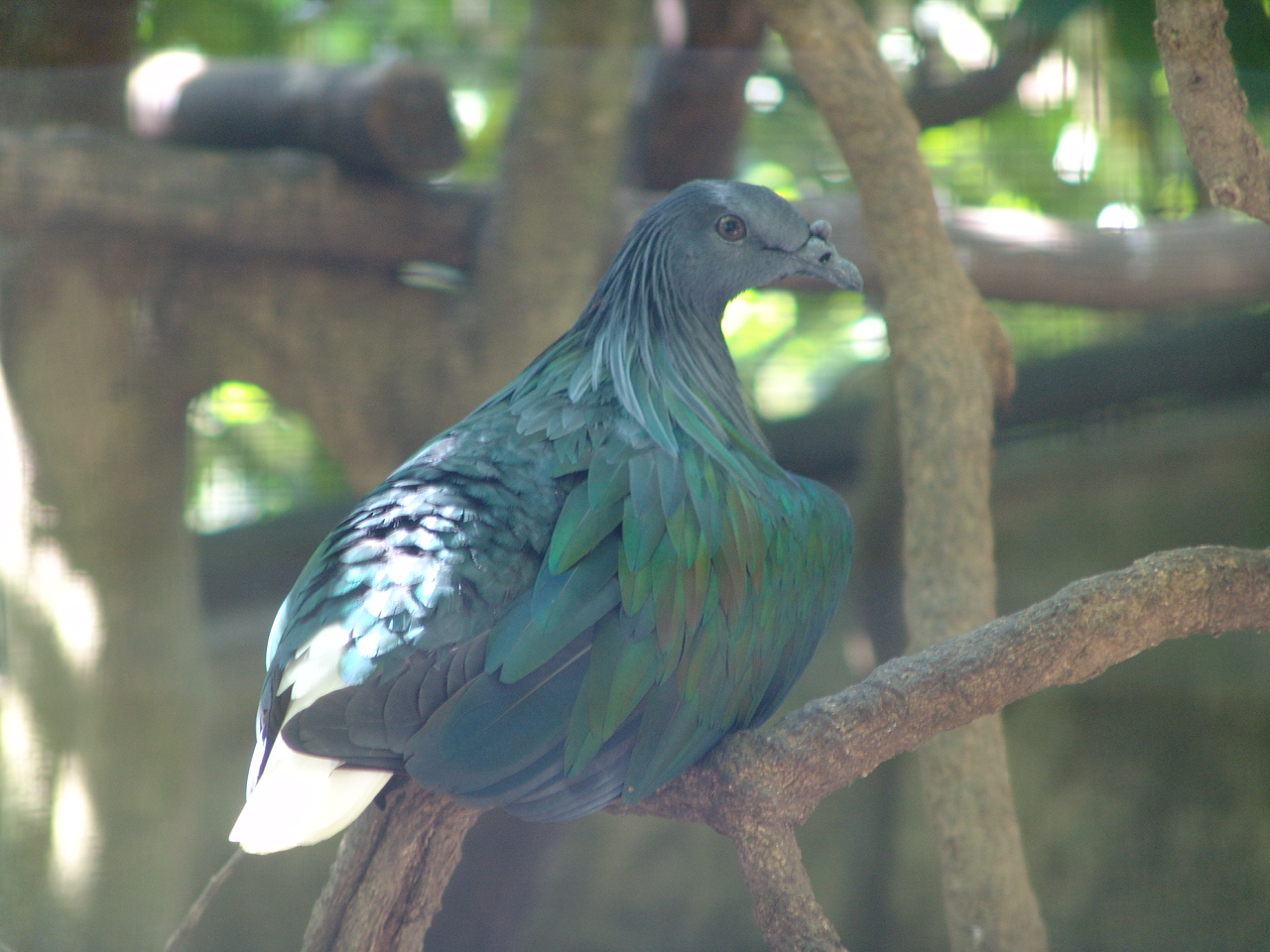 Nicobar Pigeon (Caloenas nicobarica)