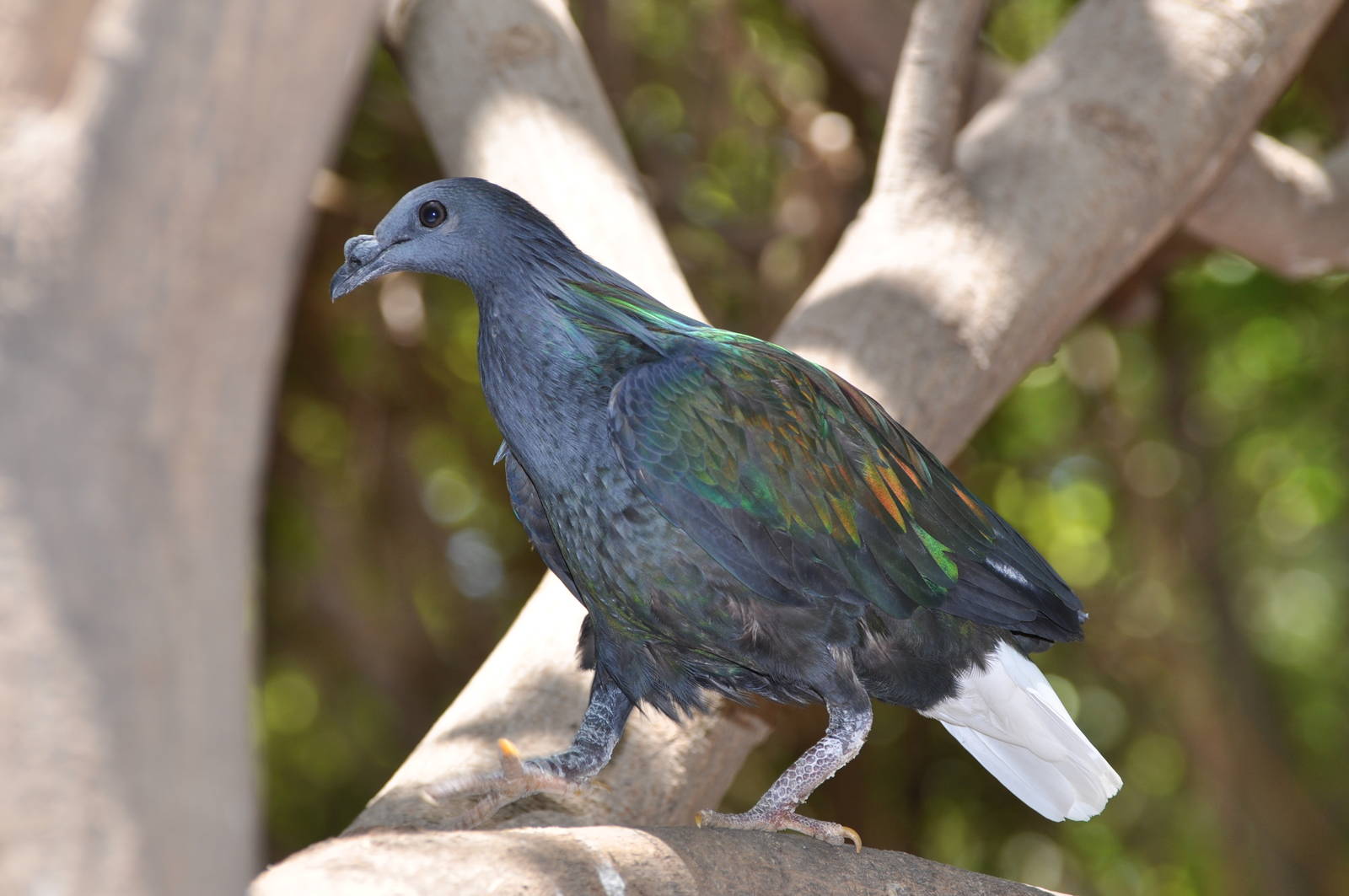 Nicobar pigeon/ Caloenas nicobarica