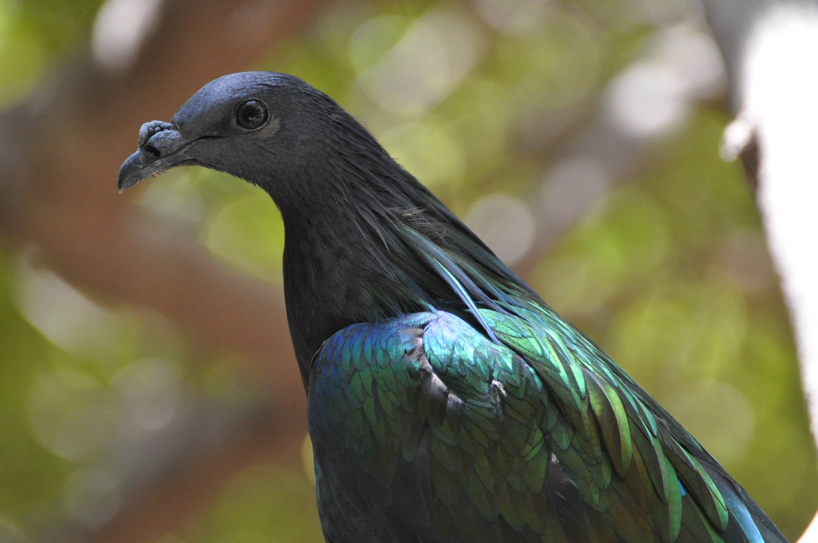 Nicobar pigeon/ Caloenas nicobarica