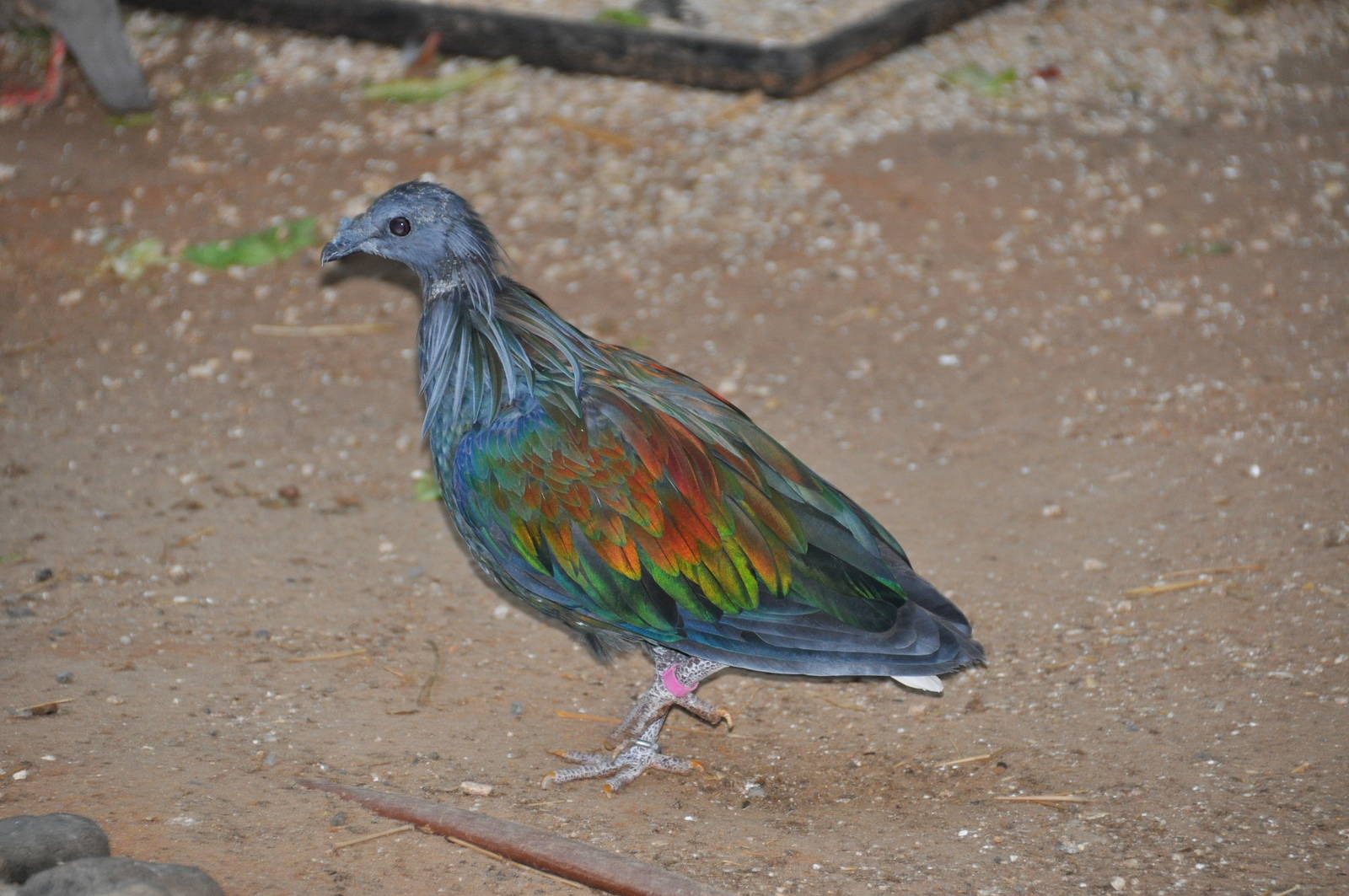 Nicobar pigeon/ Caloenas nicobarica