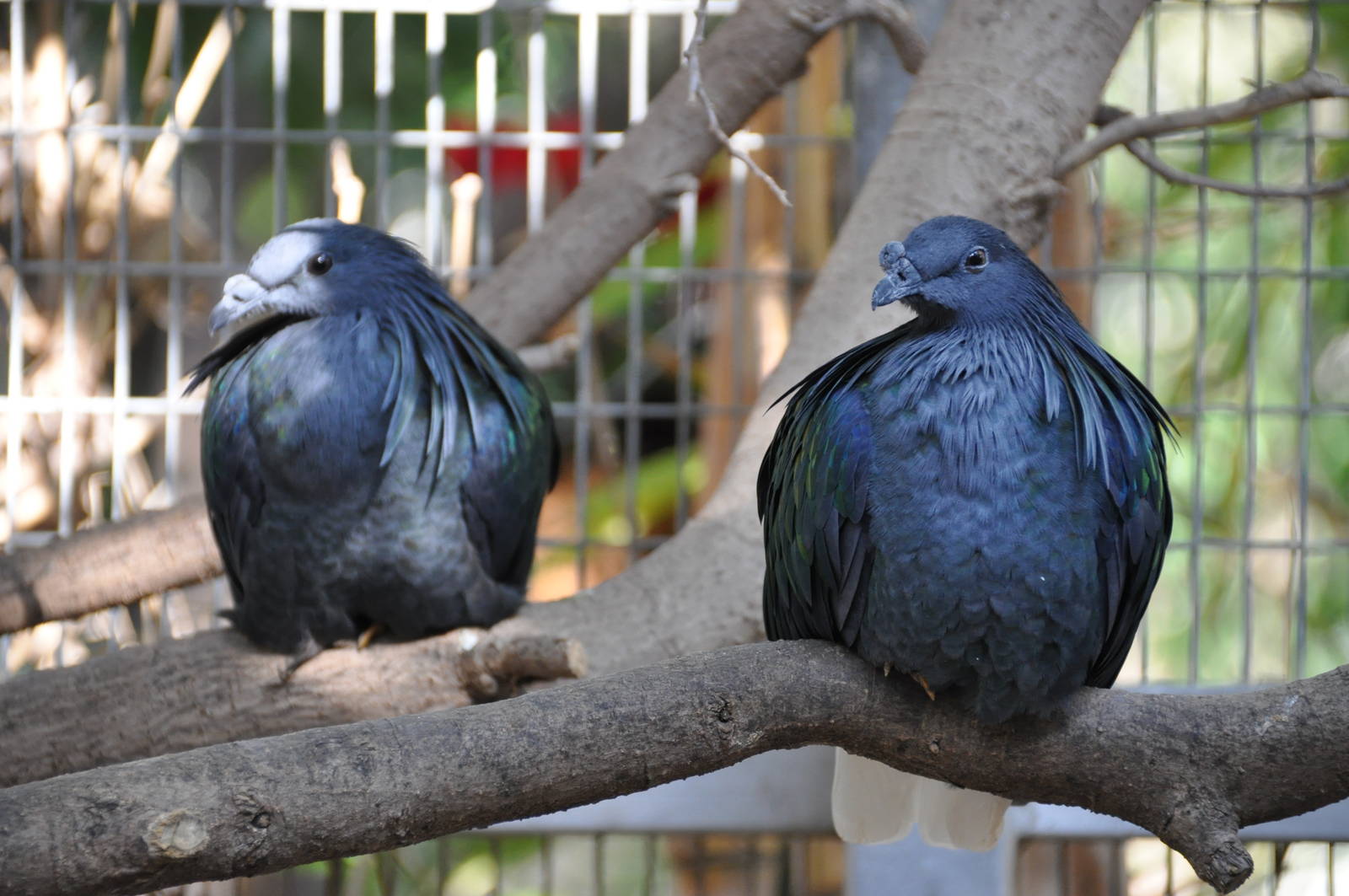Nicobar pigeon/ Caloenas nicobarica
