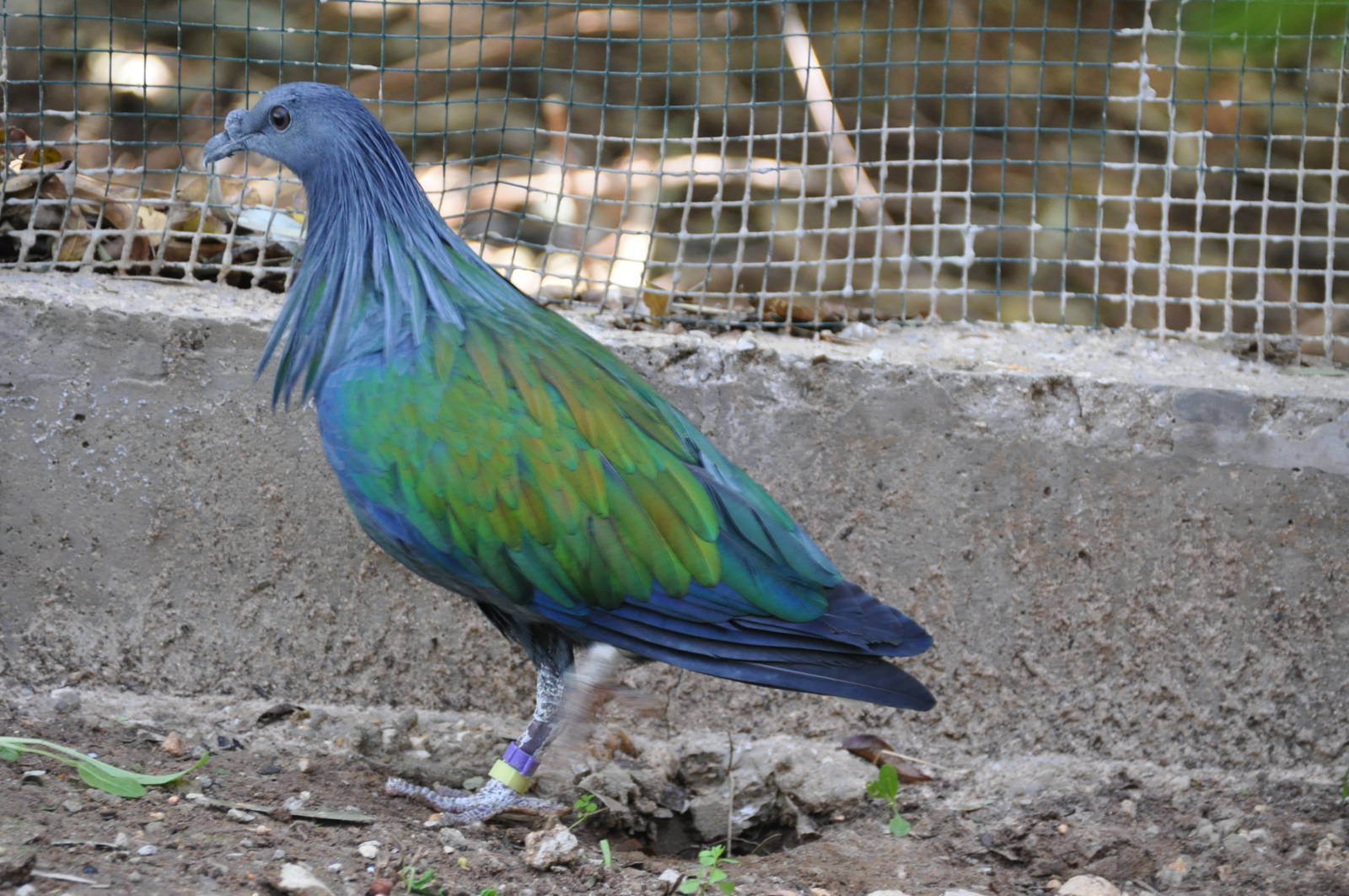 Nicobar pigeon/ Caloenas nicobarica