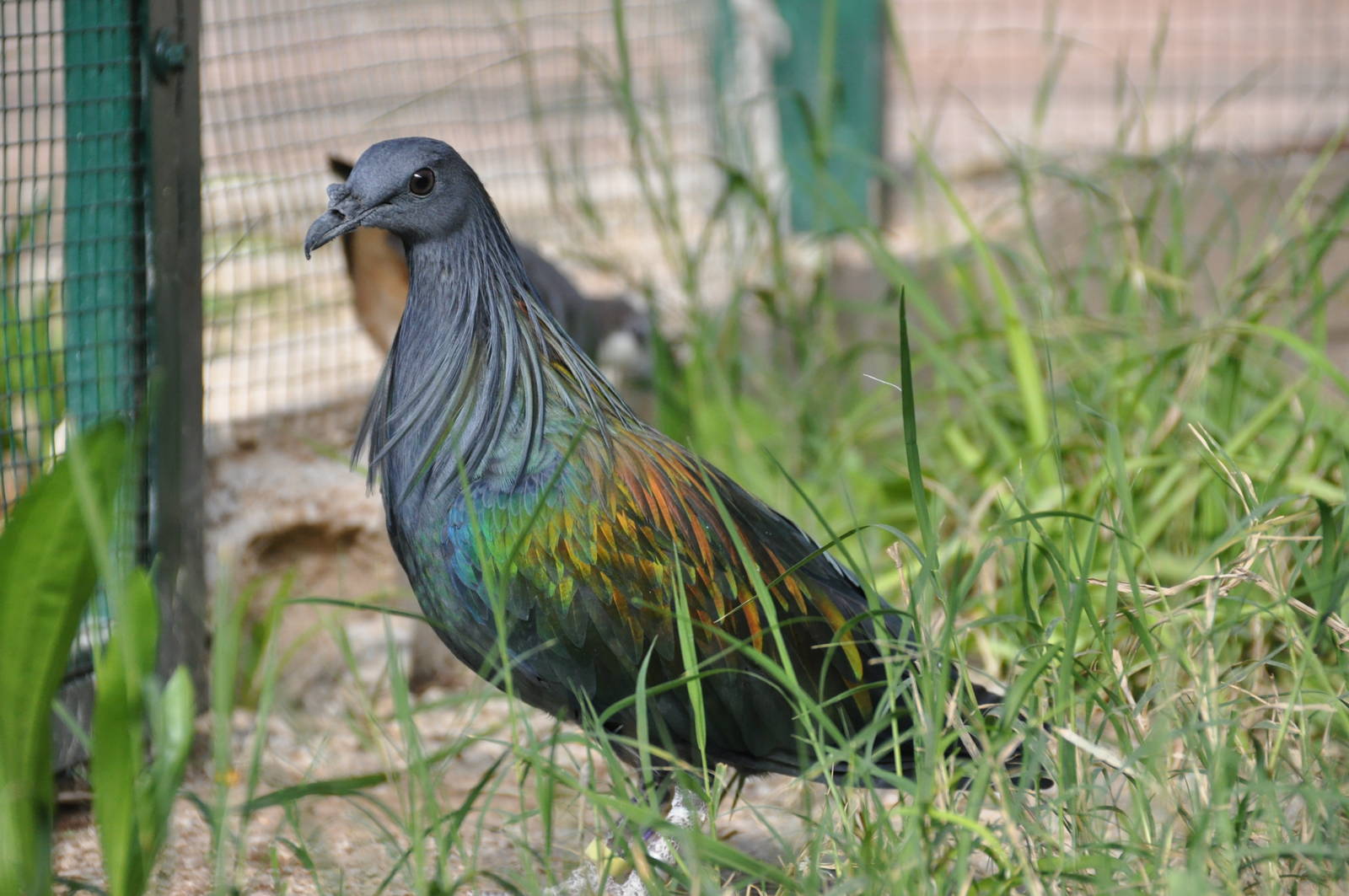 Nicobar pigeon / Caloenas nicobarica