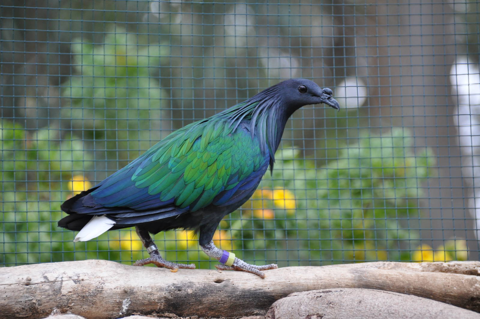 Nicobar pigeon/ Caloenas nicobarica
