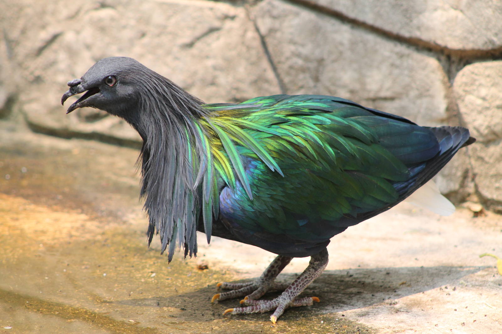 Nicobar pigeon (Caloenas nicobarica)