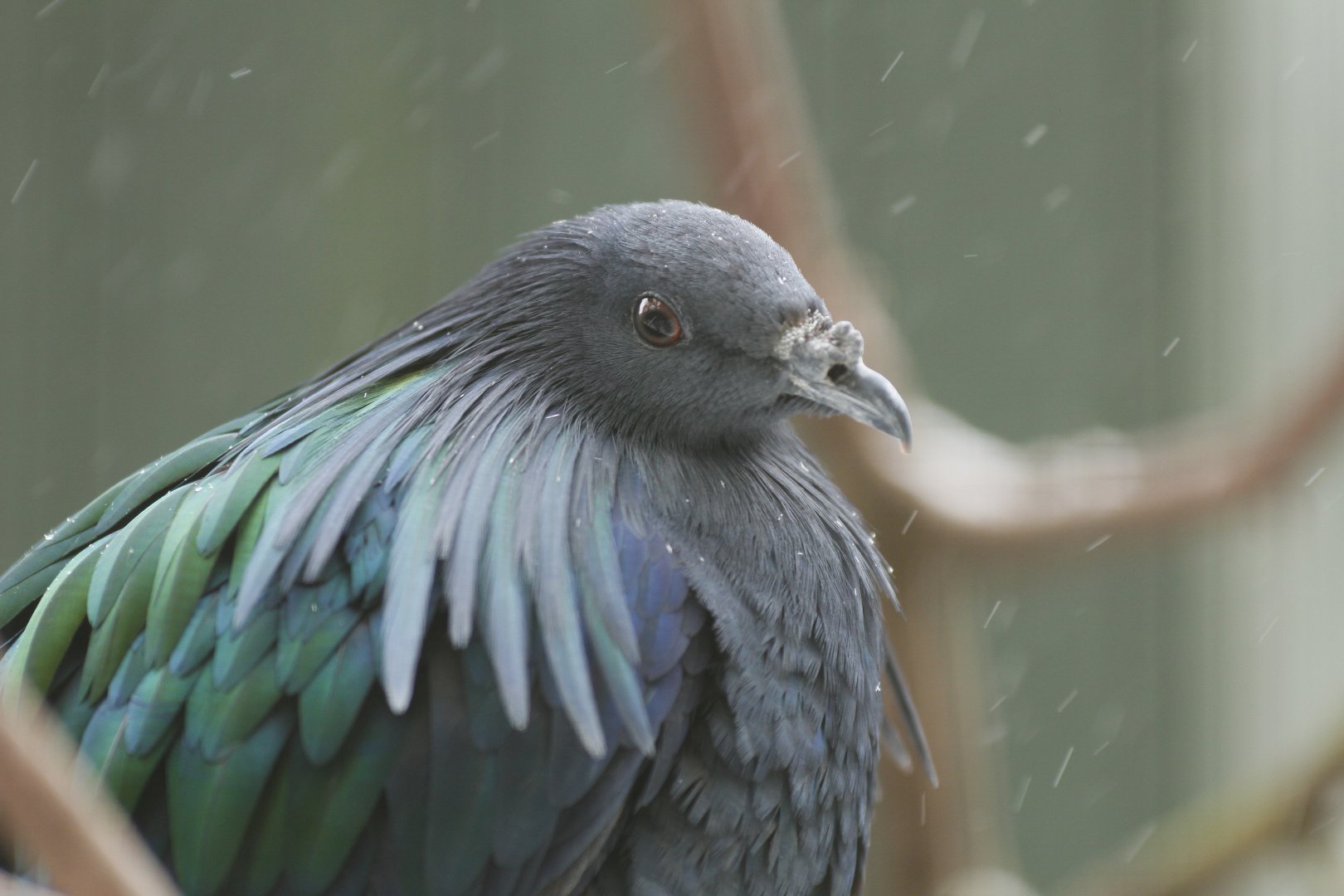 Nicobar pigeon (Caloenas nicobarica)