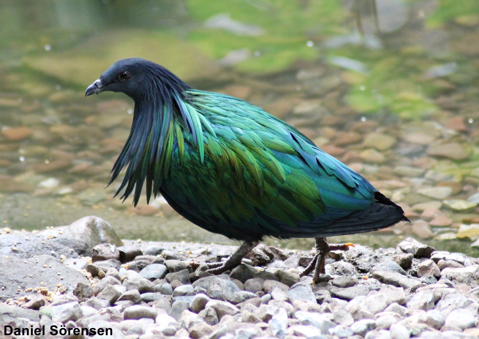 Nicobar pigeon (Caloenas nicobarica)