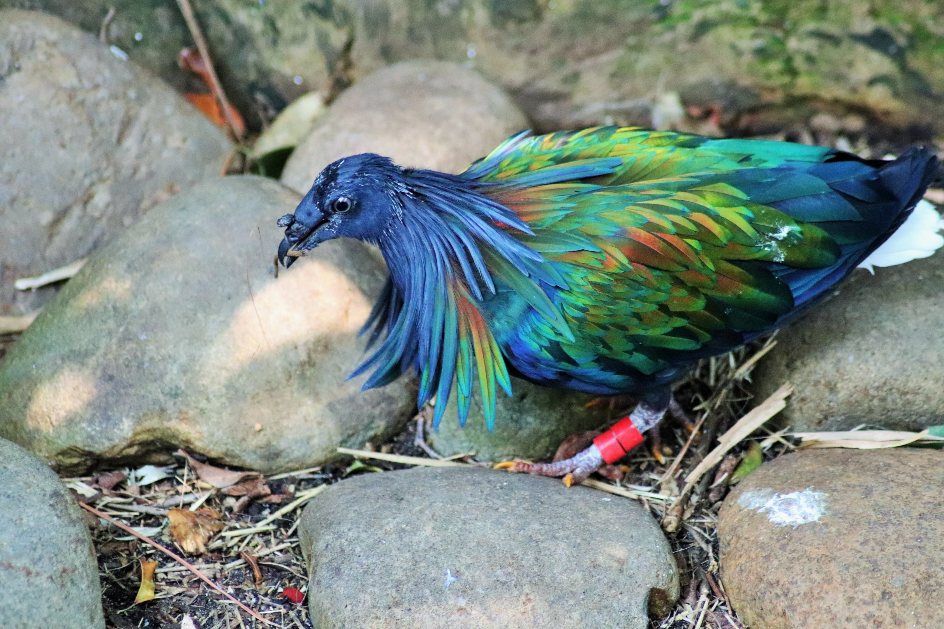 Nicobar Pigeon (Caloenas nicobarica)