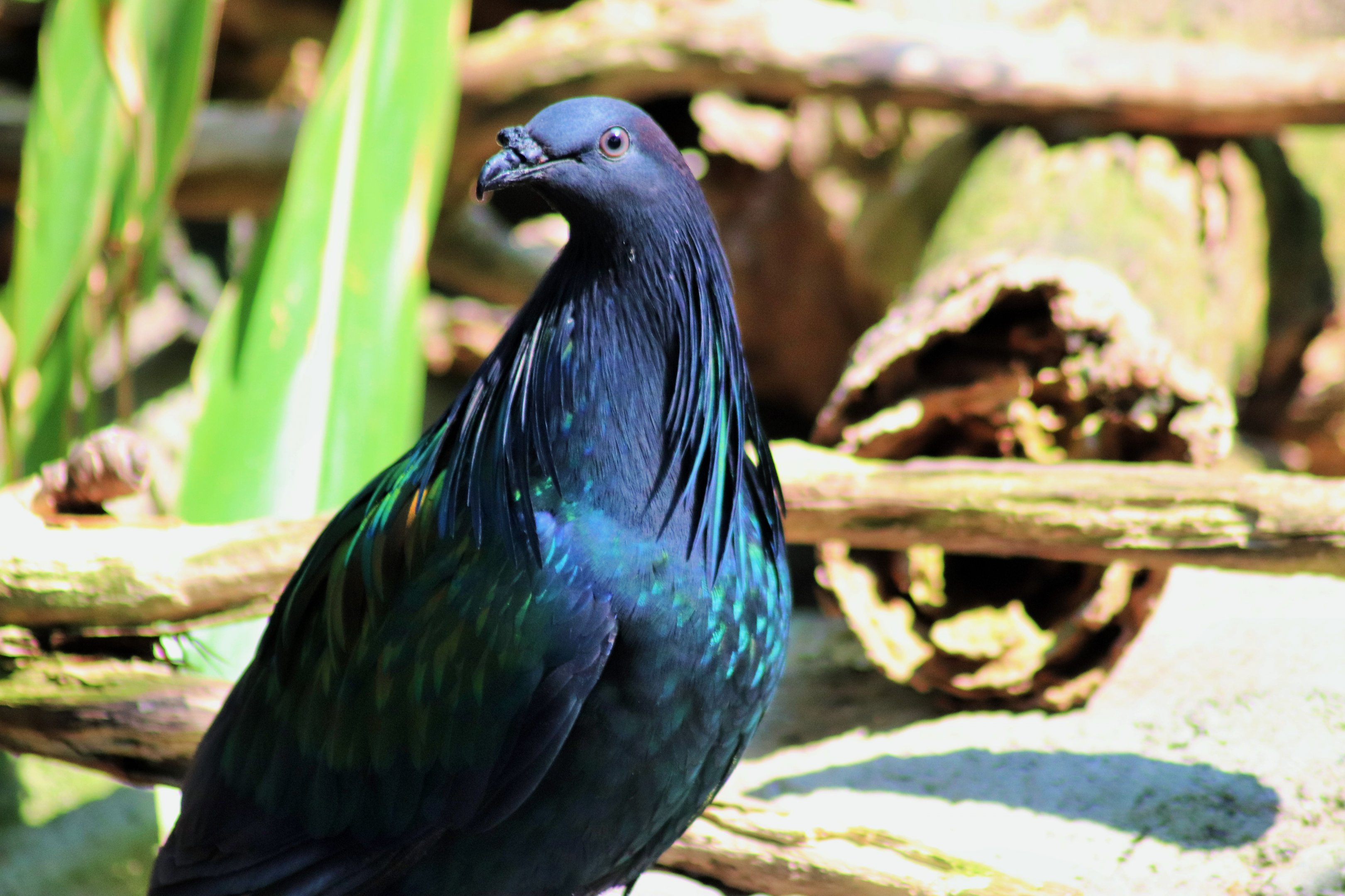 Nicobar pigeon (Caloenas nicobarica)