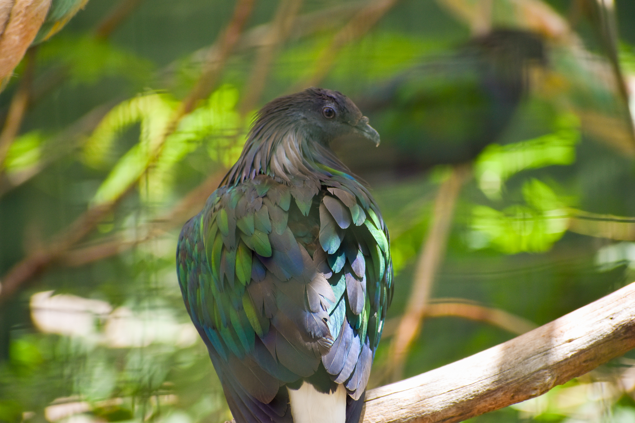 Nicobar Pigeon (Caloenas nicobarica)