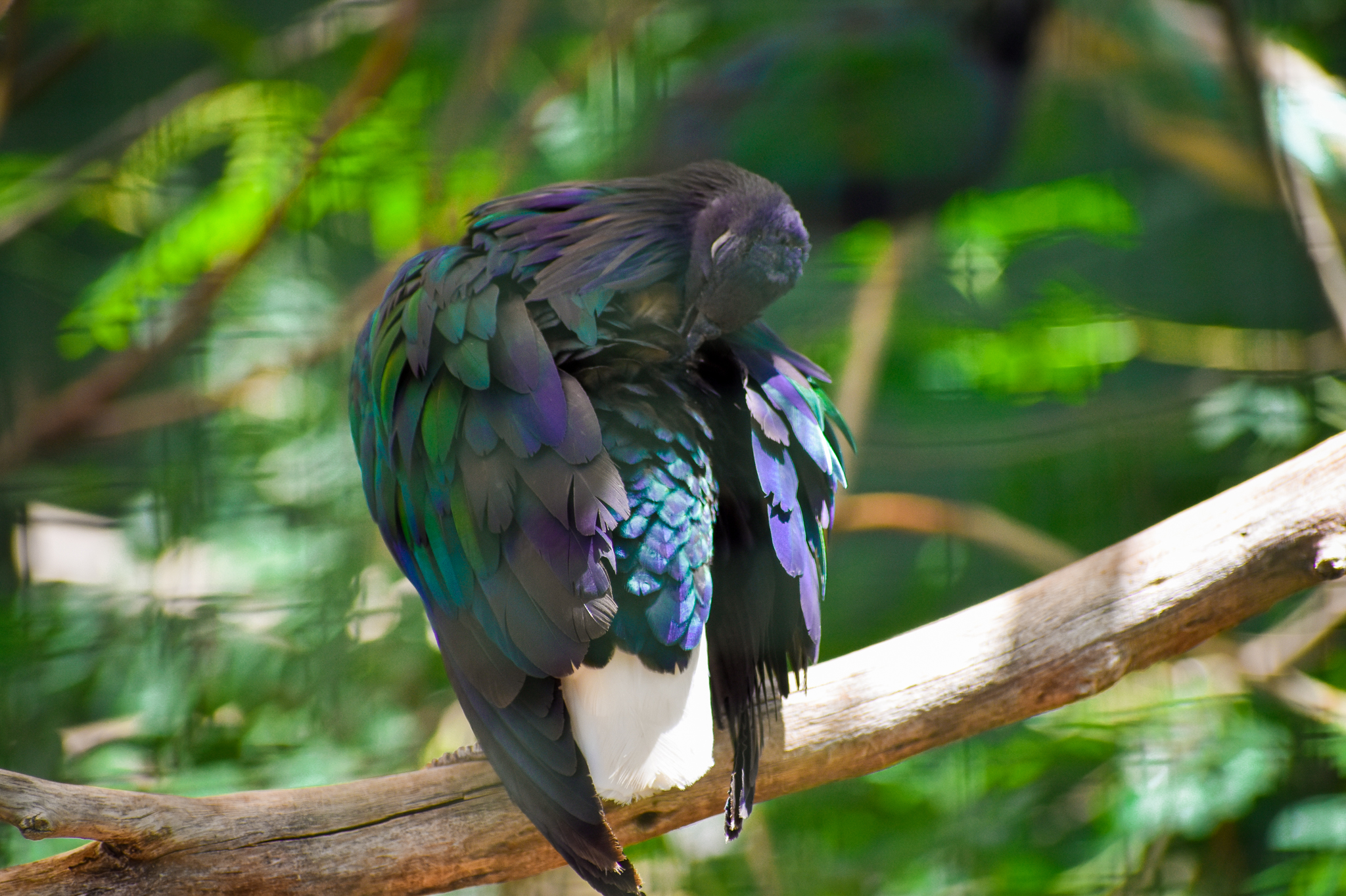 Nicobar Pigeon (Caloenas nicobarica)