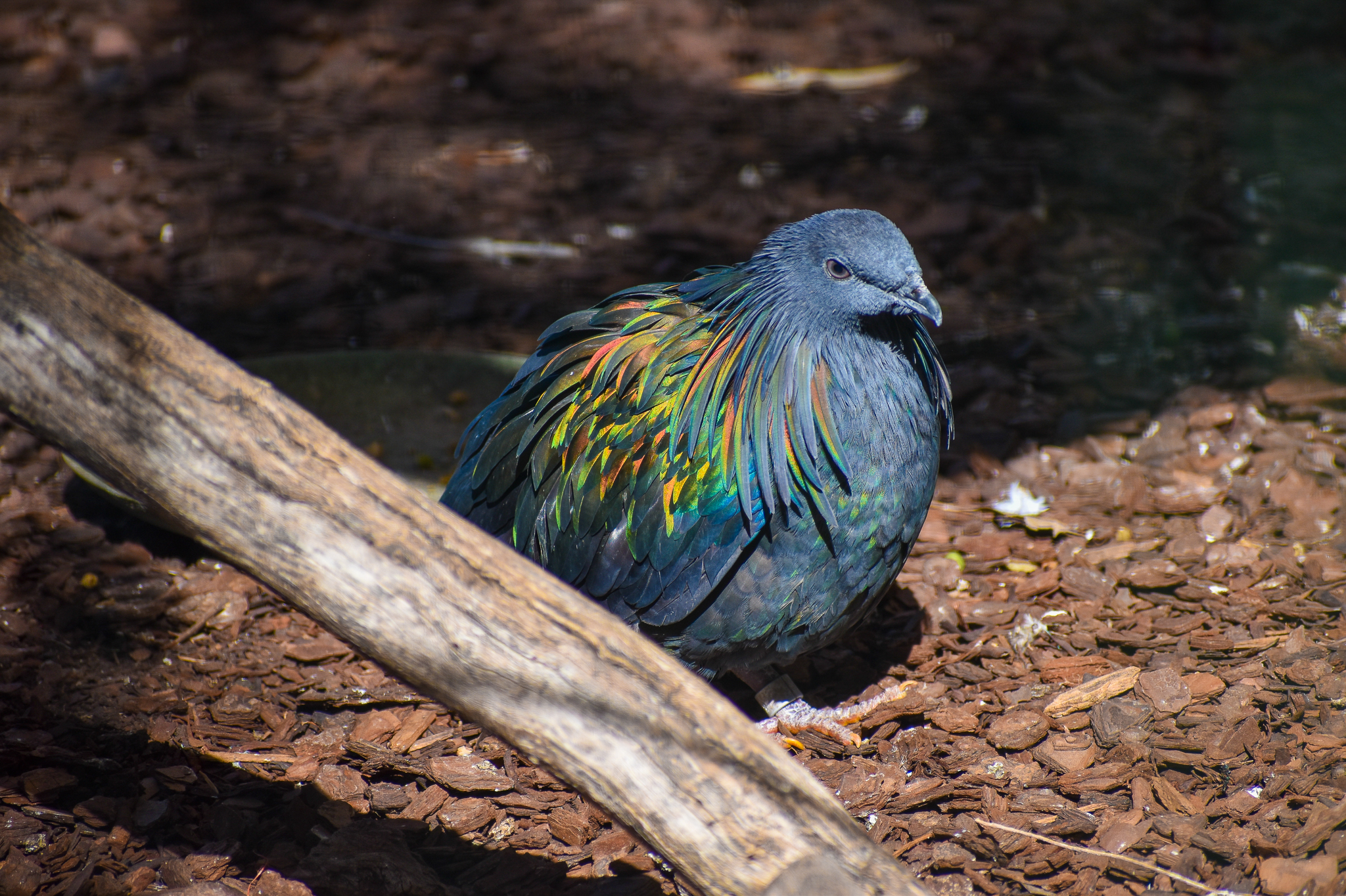 Nicobar Pigeon (Caloenas nicobarica)