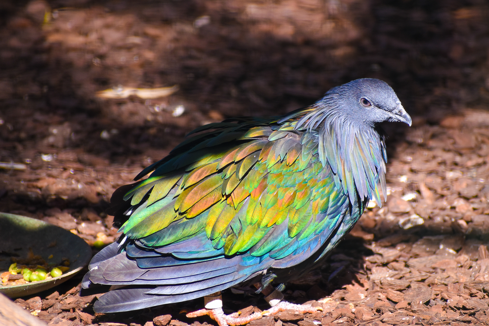 Nicobar Pigeon (Caloenas nicobarica)