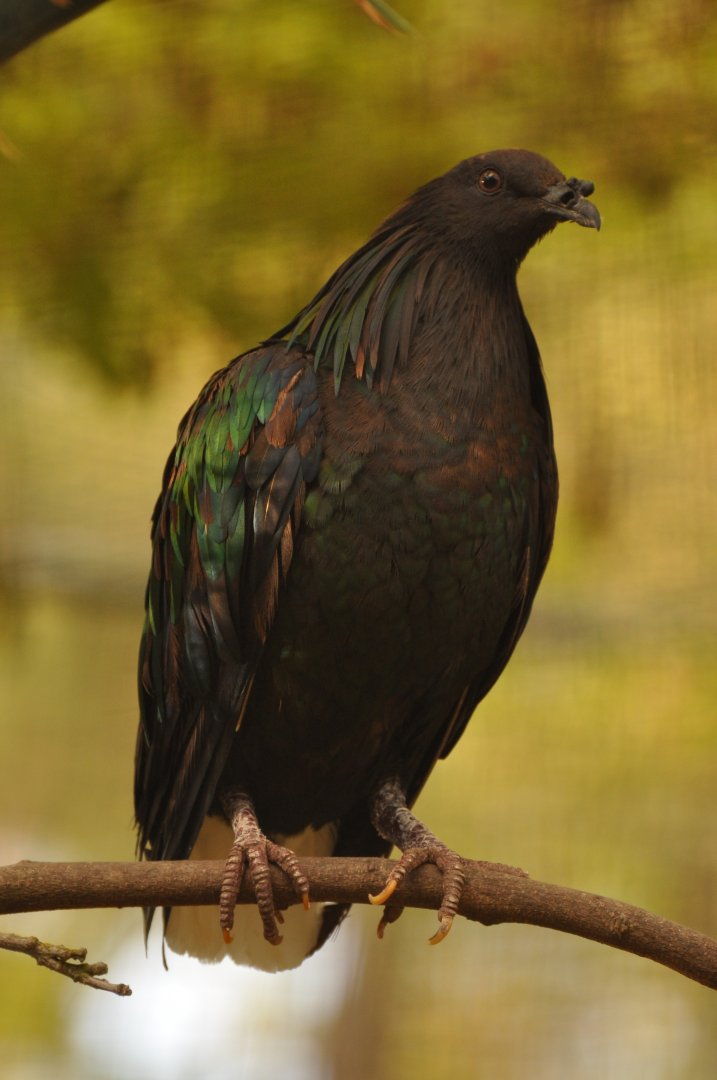 Nicobar pigeon (Caloenas nicobarica)