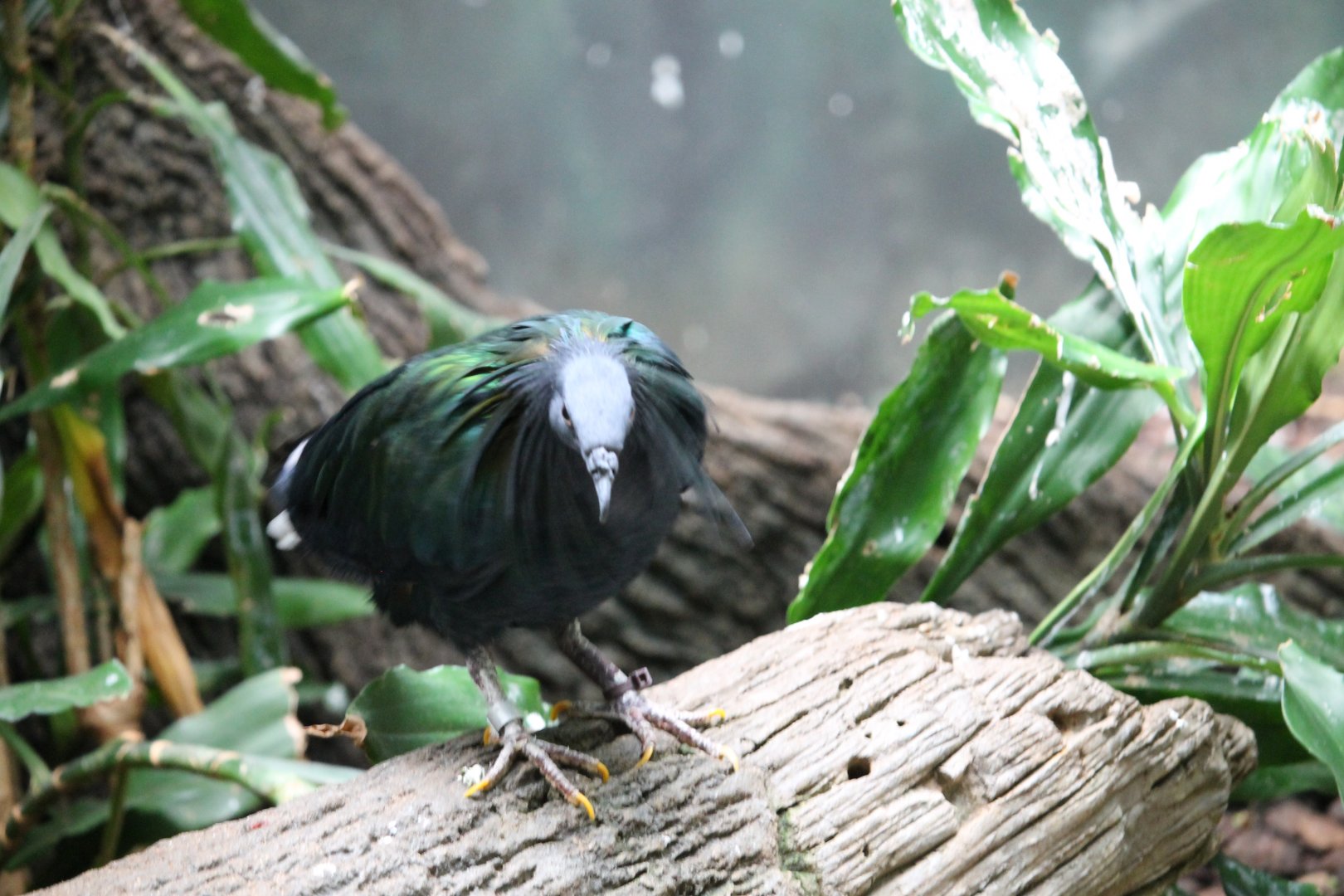 Nicobar pigeon (Caloenas nicobarica)