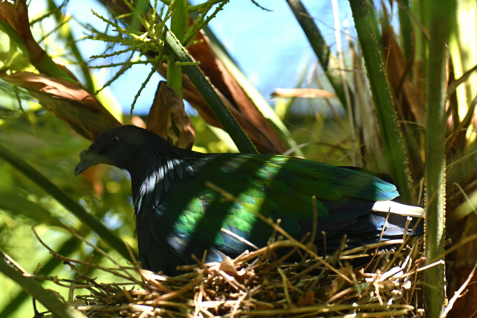 Nicobar Pigeon Caloenas nicobarica