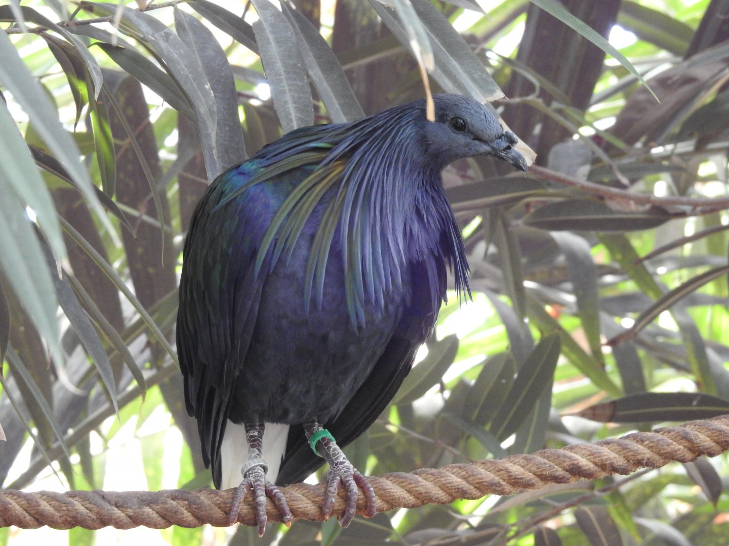 Nicobar Pigeon (Caloenas nicobarica)