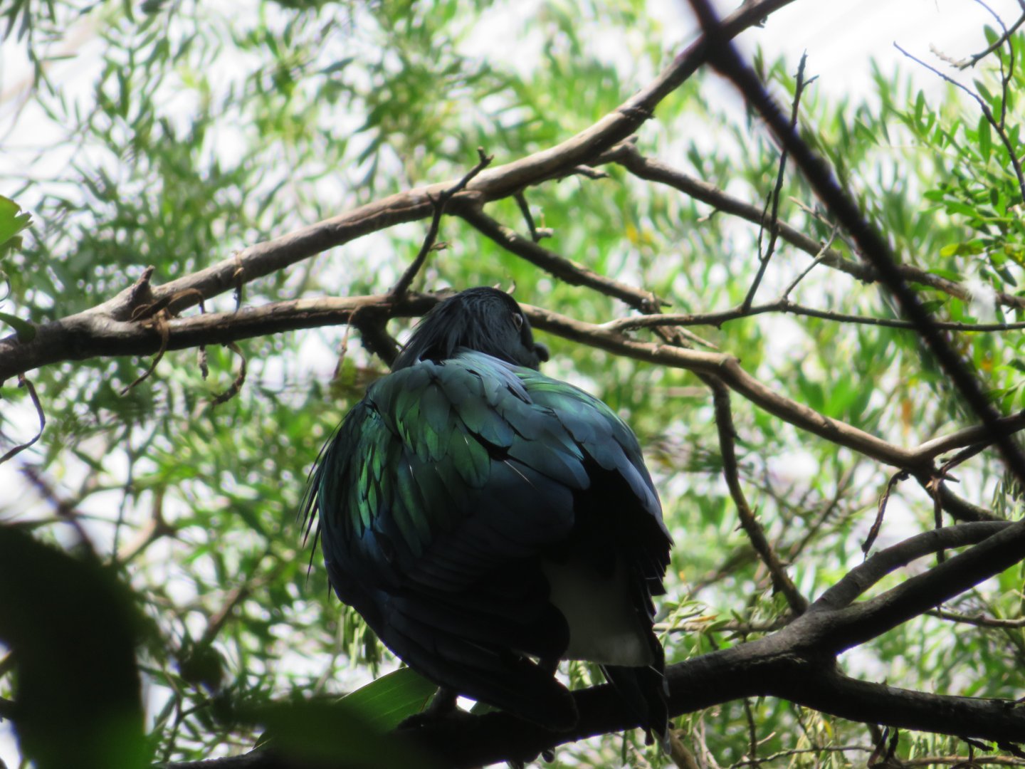 Nicobar pigeon (Caloenas nicobarica)
