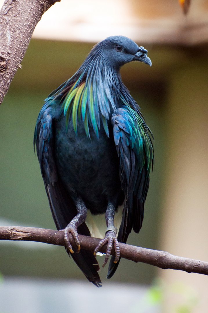 Nicobar pigeon (Caloenas nicobarica)