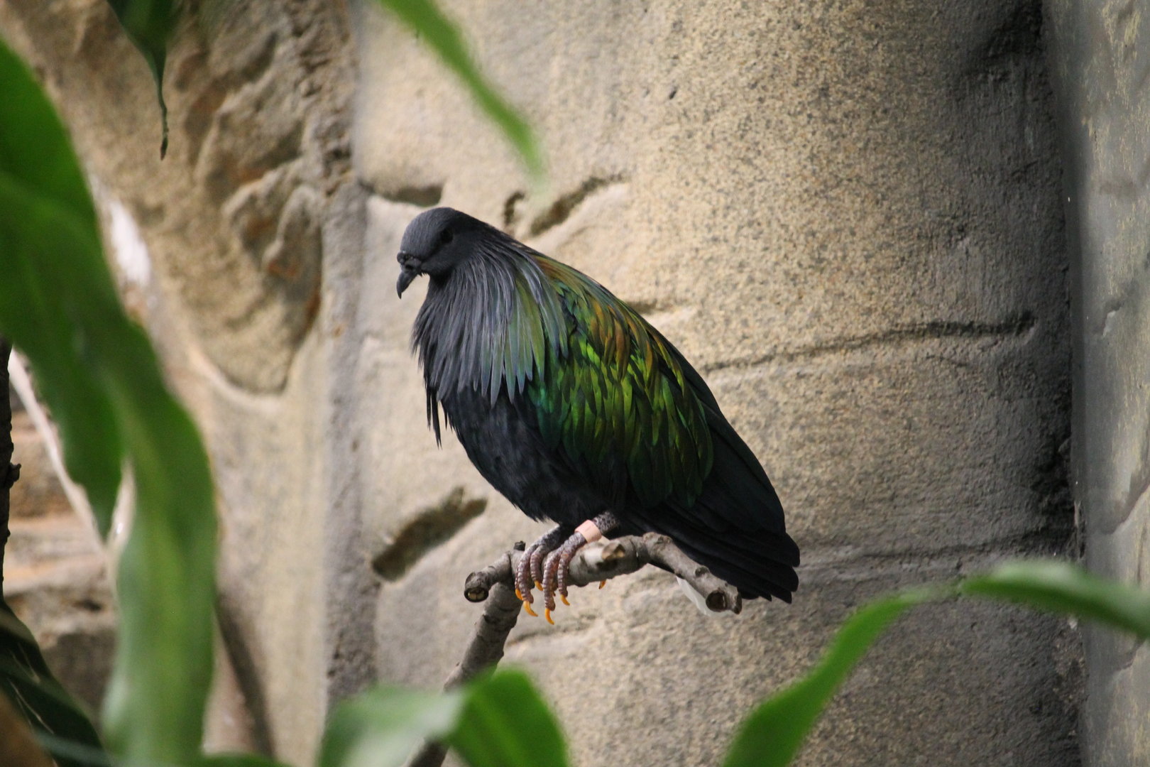 Nicobar Pigeon (Caloenas nicobarica)