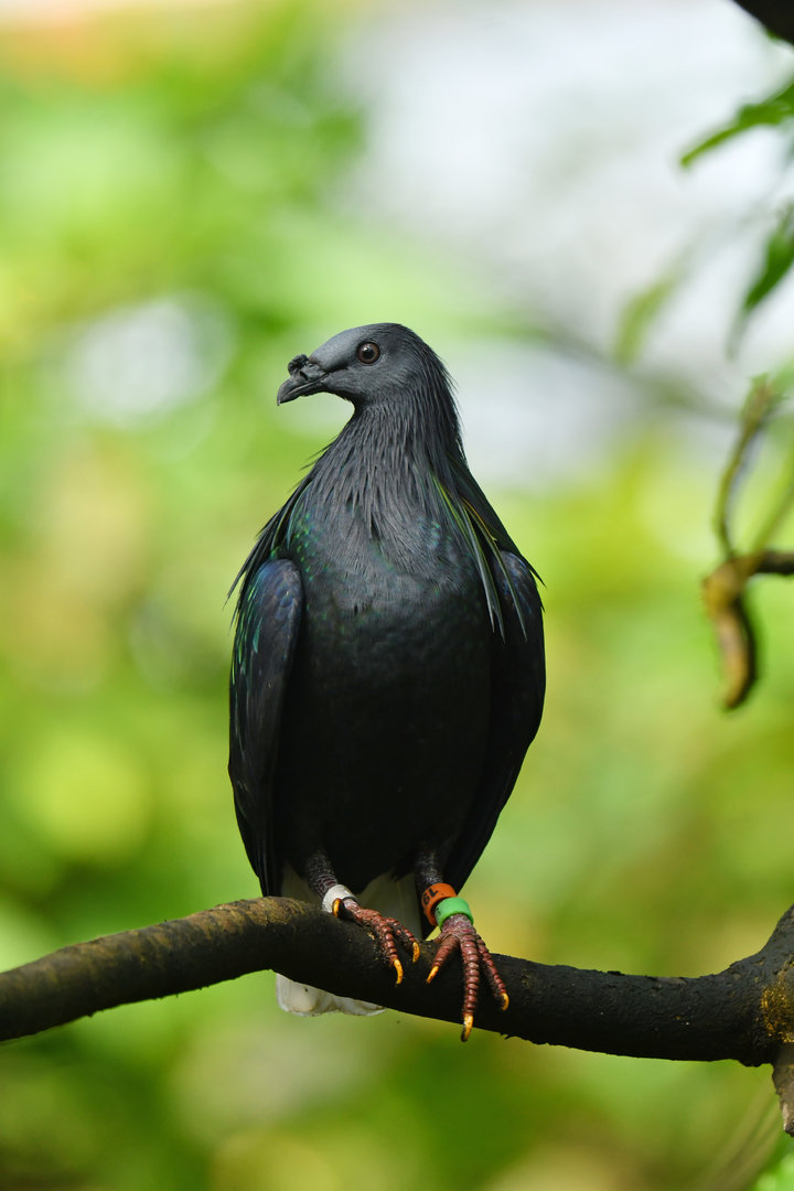 Nicobar Pigeon Caloenas nicobarica
