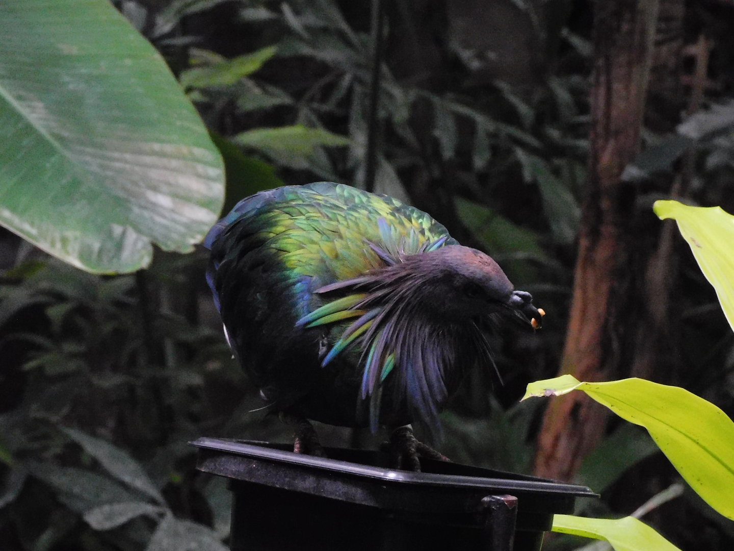 Nicobar Pigeon-Caloenas nicobarica