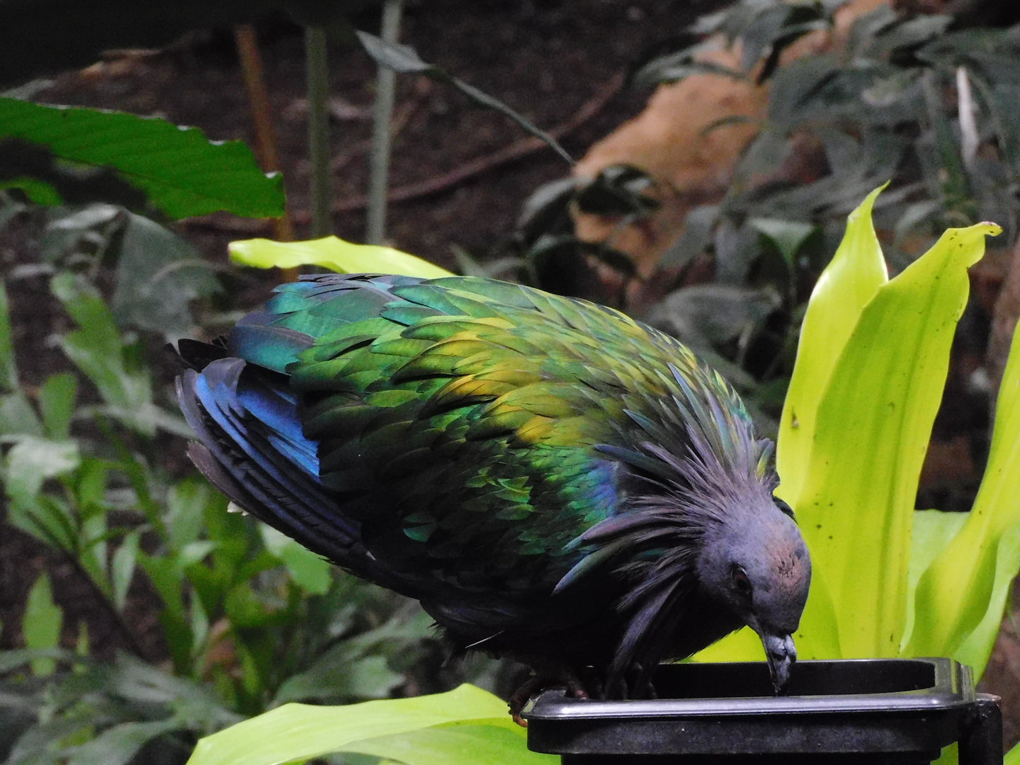 Nicobar Pigeon-Caloenas nicobarica