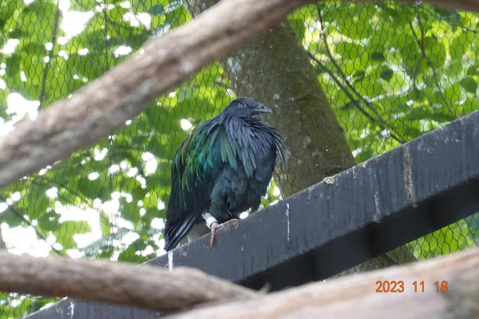 Nicobar Pigeon (Caloenas nicobarica)