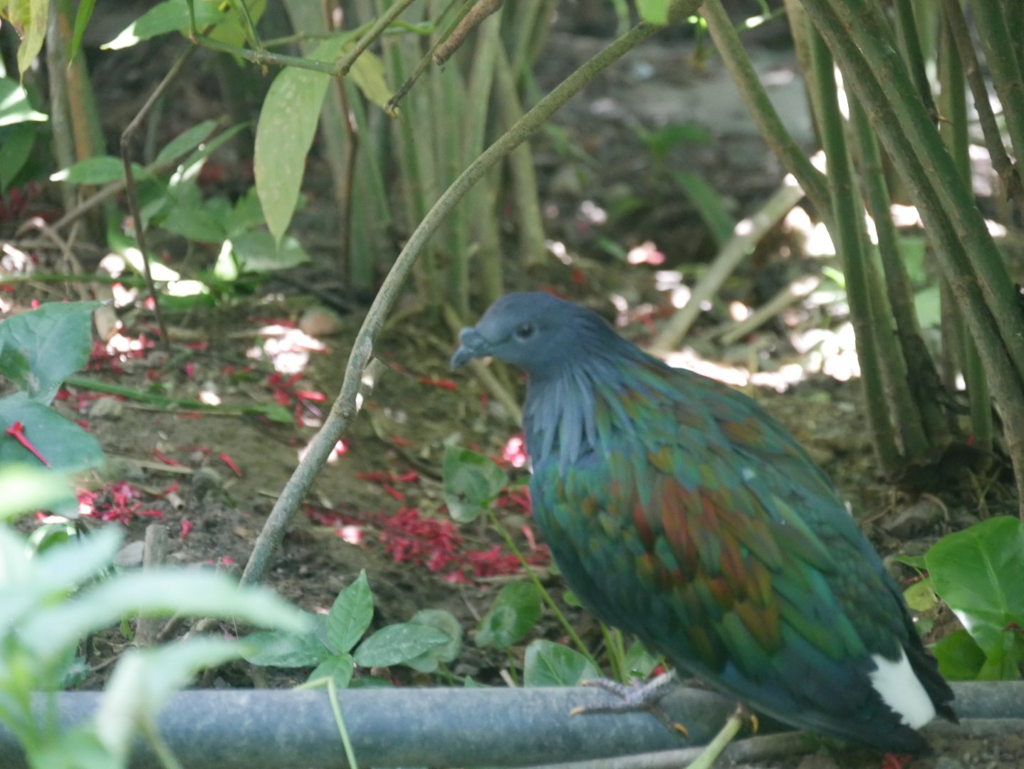 Nicobar Pigeon (Caloenas nicobarica)