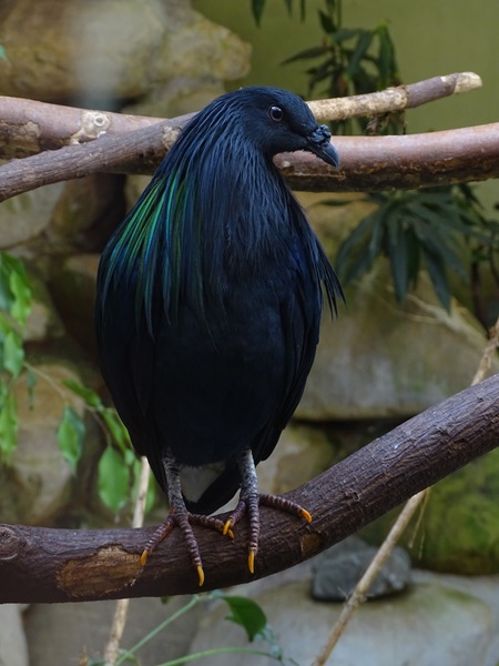 Nicobar pigeon (Caloenas nicobarica)