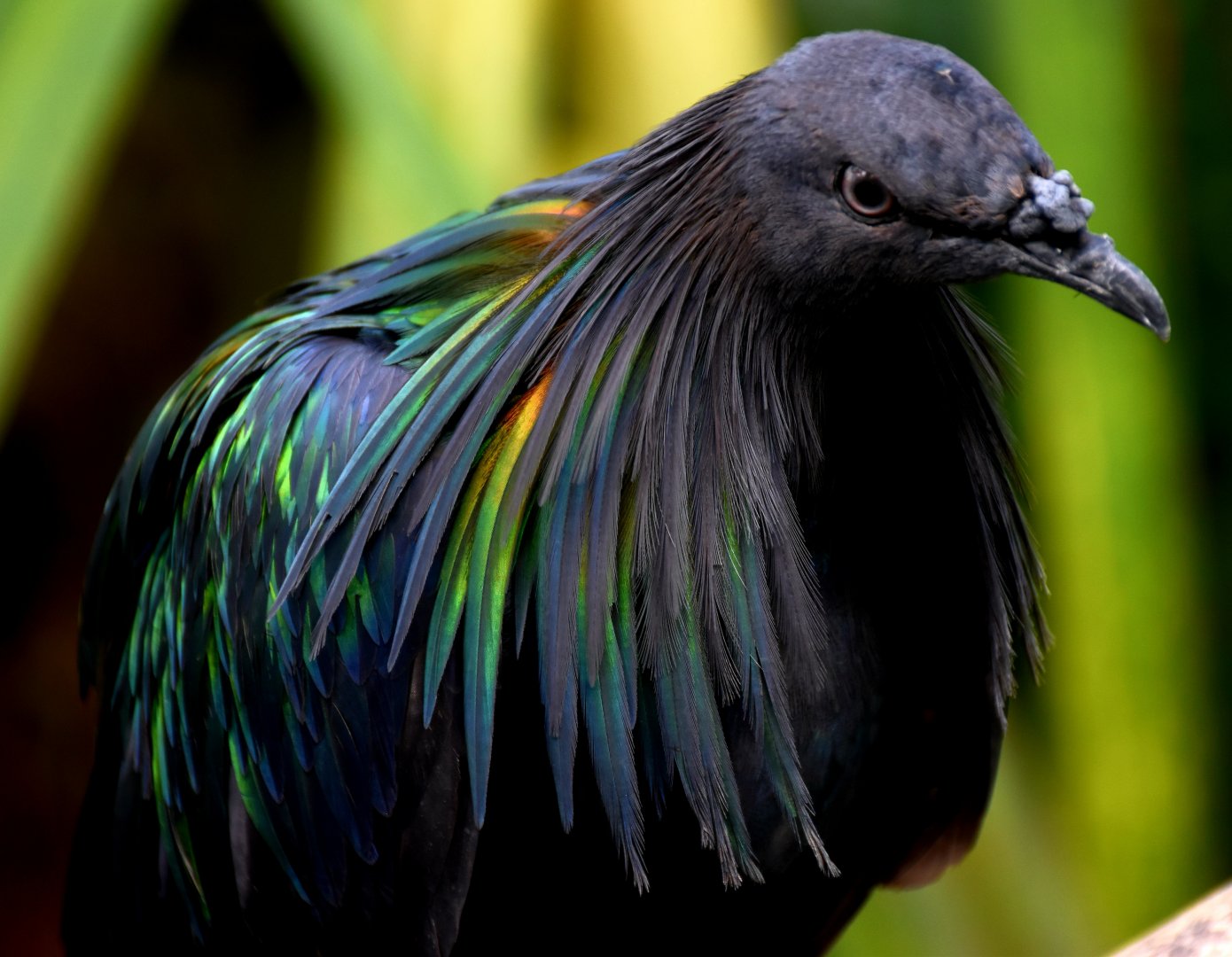 Nicobar Pigeon (Caloenas nicobarica)