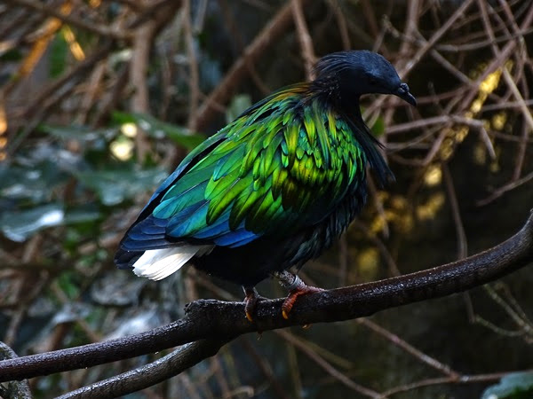 Nicobar pigeon (Caloenas nicobarica)