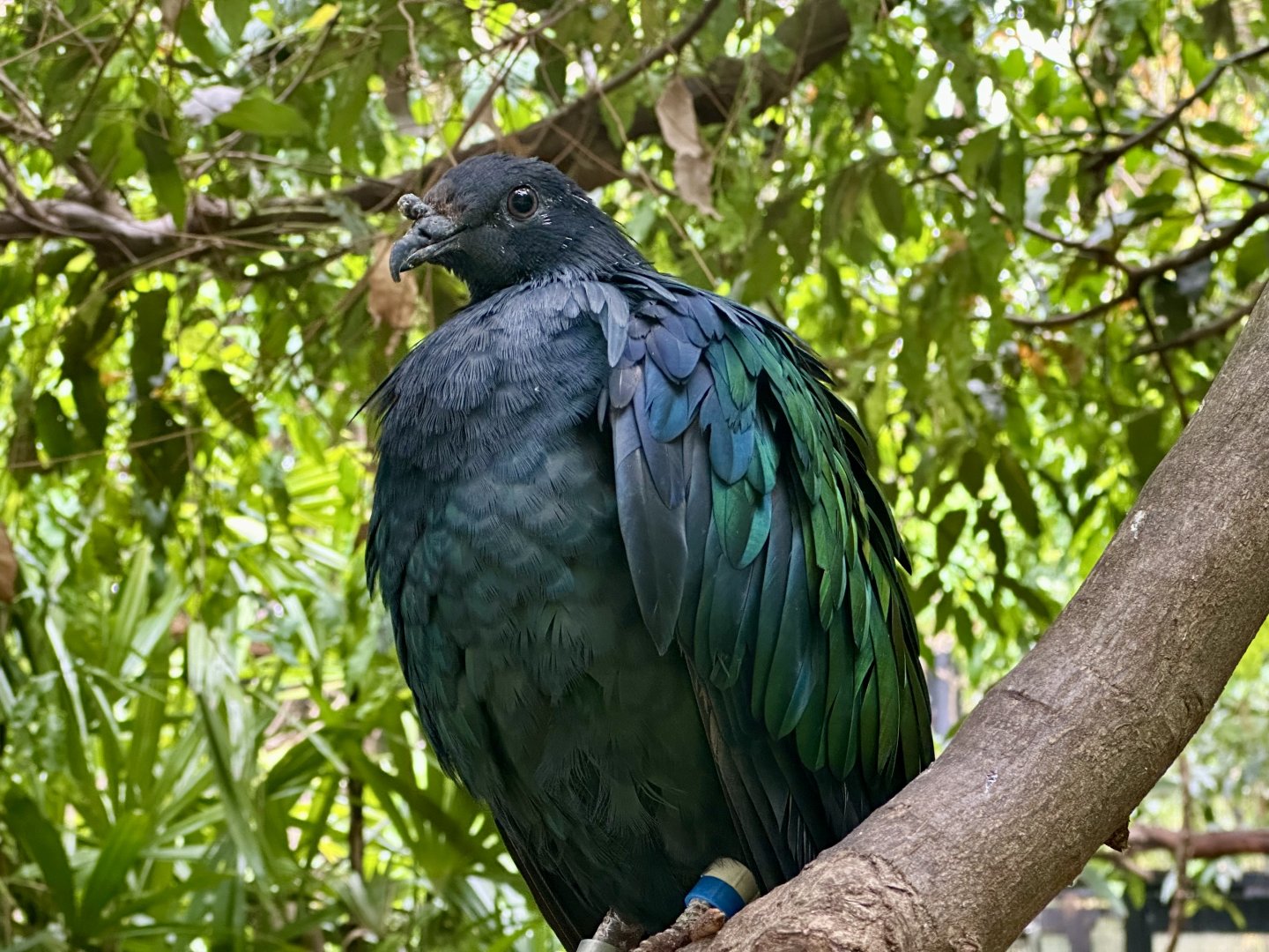 Nicobar pigeon (Caloenas nicobarica)