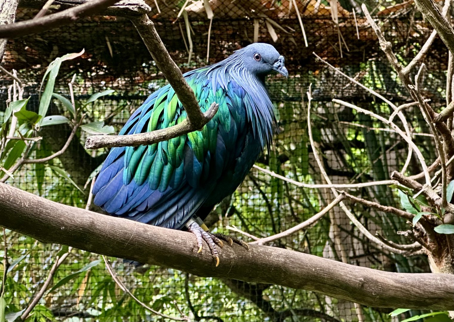 Nicobar pigeon (Caloenas nicobarica)