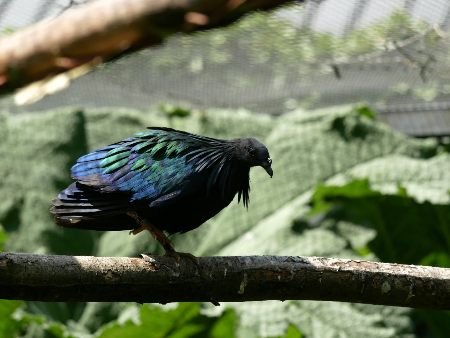 Nicobar pigeon (Caloenas nicobarica)