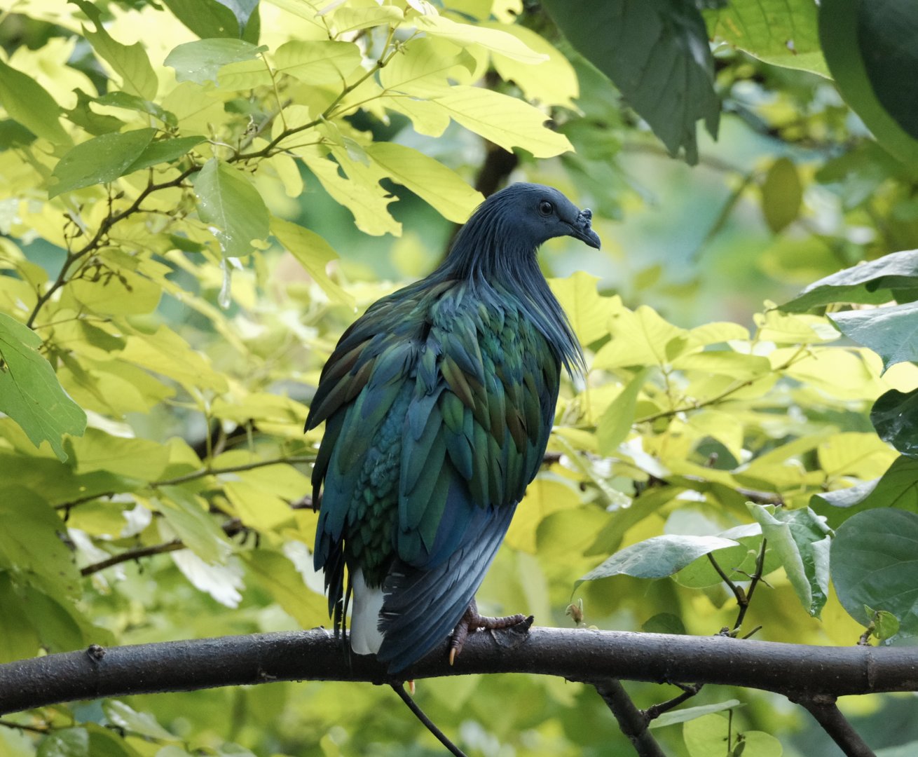 Nicobar Pigeon (Caloenas nicobarica)