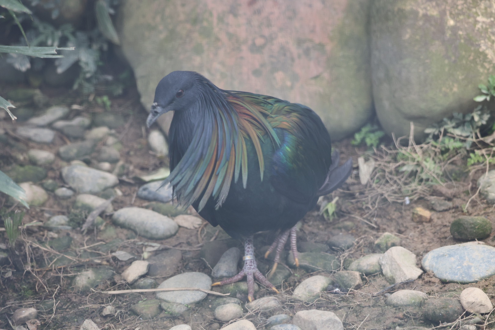 Nicobar pigeon (Caloenas nicobarica)